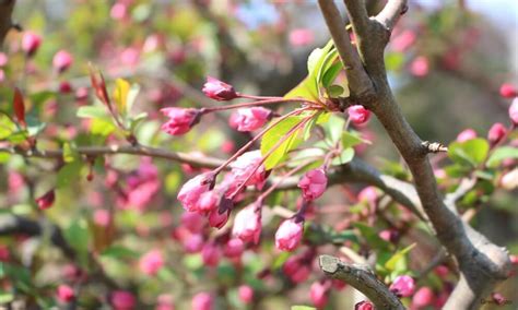 海棠開花|【海棠(カイドウ)のまとめ！】育て方(植え替えや挿し。